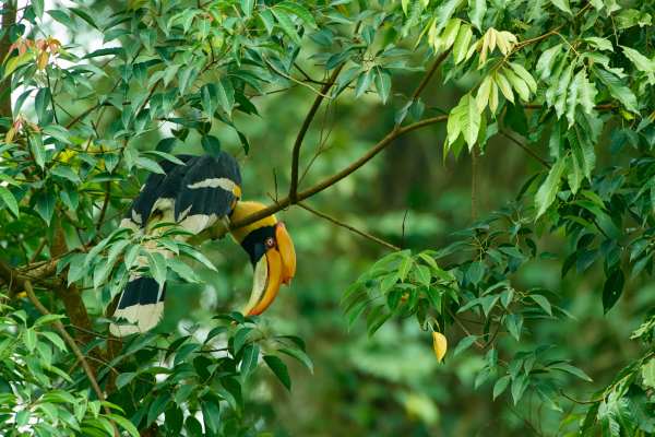Ein Orienthornvogel mit großem, gebogenem Schnabel sitzt im dichten Blattwerk.