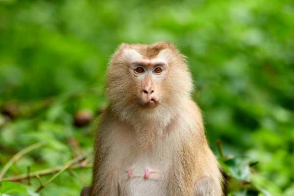 Makake sitzt aufmerksam im dichten, grünen Dschungel.