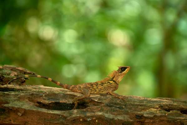 Ein Nackenstachler ruht getarnt auf einem moosbedeckten Ast in grünem Regenwald.