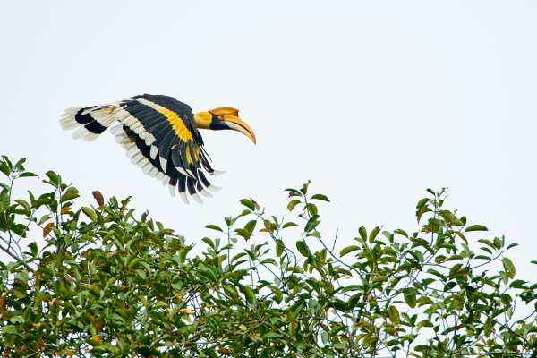 Großhornvogel mit auffälligem Schnabel im Flug über Blätterdach.