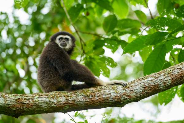 Schwarz-weißer Gibbon sitzt auf Ast im Regenwald