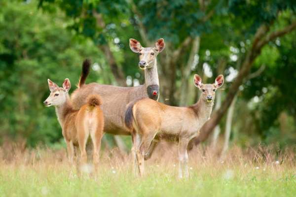 Eine Familie von Sambarhirschen im hohen Gras, umgeben von Bäumen.