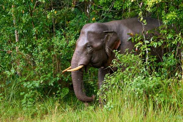 Asiatischer Elefant mit Stoßzähnen im dichten Wald.