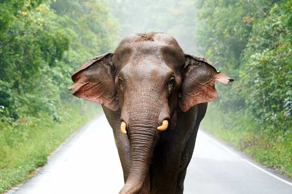 Ein asiatischer Elefant steht frontal auf einer Waldstraße, umgeben von dichtem Grün.