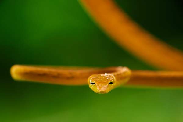 Leuchtend gelbe Peitschennatter kriecht durch grünes Laub.