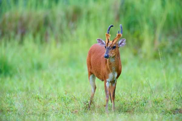 Muntjak mit rötlichem Fell und Hörnern auf grüner Wiese im Sommer.