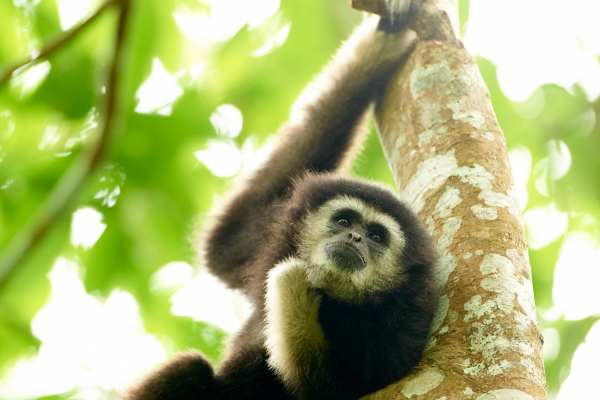 Weißhandgibbon hängt entspannt an einem Ast im grünen Regenwald.