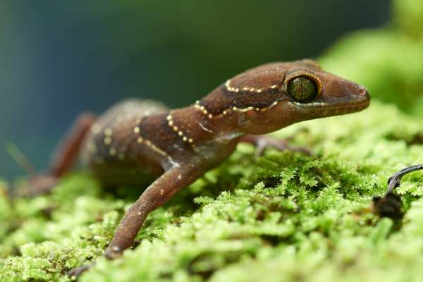 Ein braun gefleckter Gecko liegt gut getarnt auf grünem Moos.