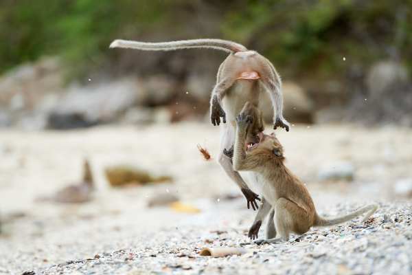 Zwei Makaken spielen energetisch am Strand mit aufgewirbeltem Sand.