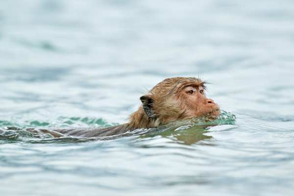 Langschwanzmakake schwimmt im Wasser mit fokussiertem Gesicht.