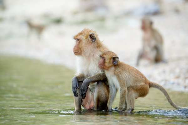 Makakenmutter mit Jungtier am Ufer eines Gewässers, schaut in die Ferne.