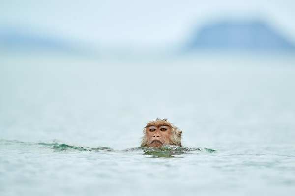 Ein Makake mit nassem Fell schwimmt in tropischen Gewässern.