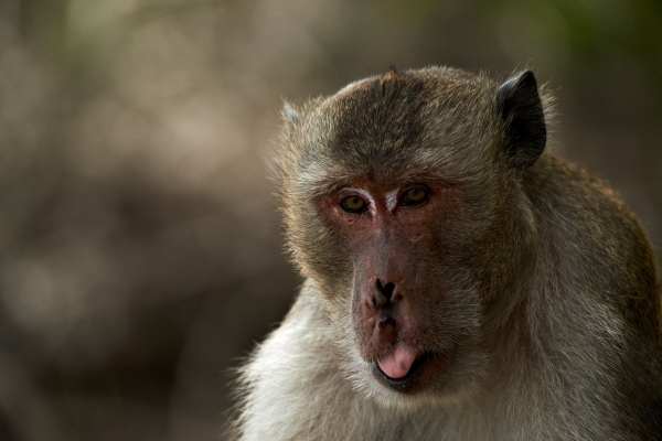 Nahaufnahme eines Langschwanzmakaken mit ausdrucksstarkem Gesicht.