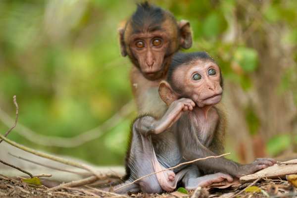 Zwei junge Makaken sitzen gemeinsam im dichten Unterholz.