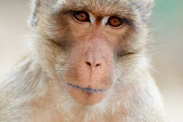 Nahaufnahme eines Javaneraffen, dessen Gesicht nachdenklich wirkt.