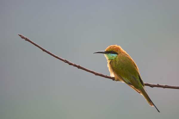 Ein grüner Bienenfresser auf einem Zweig, im Morgenlicht leuchtend.