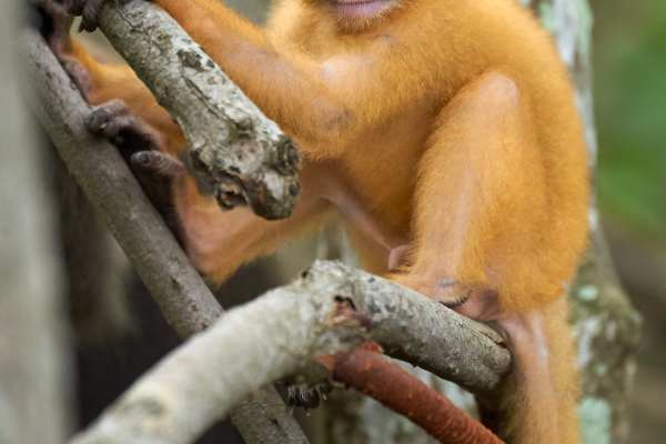 Junger, orangefarbener Brillenlangur klammert sich an Äste.