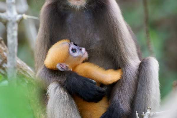 Brillenlangurenmutter mit orangefarbenem Jungtier im Wald.