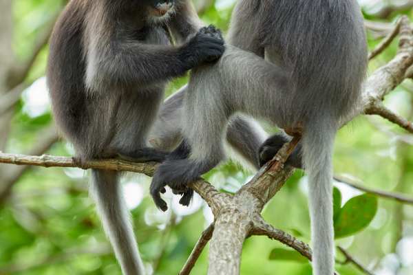 Zwei Brillenlanguren sitzen in einer Baumkrone und interagieren.