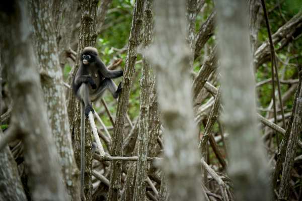 Ein Brillenlangur sitzt aufmerksam im Geäst der Mangroven.