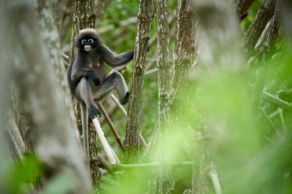 Ein Brillenlangur hängt im Geäst eines Mangrovenwaldes.