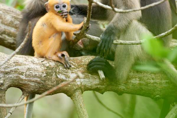 Zwei Languren im Regenwald, ein erwachsener und ein junges Tier auf einem Ast.