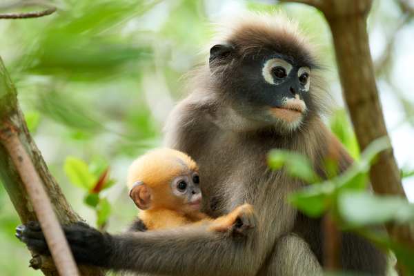 Indochina-Stumpfnasenlangur-Mutter mit ihrem Jungen im Regenwald.