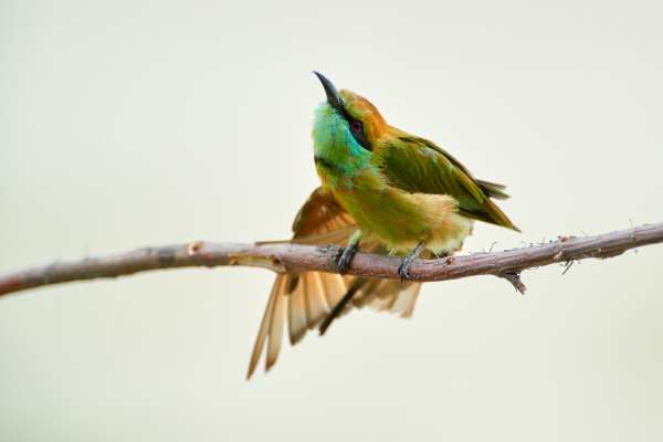Ein Grünbienenfresser sitzt auf einem Ast mit ausgebreiteten Flügeln.