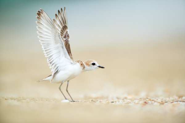 Ein Sandregenpfeifer mit ausgebreiteten Flügeln auf einem sandigen Untergrund.