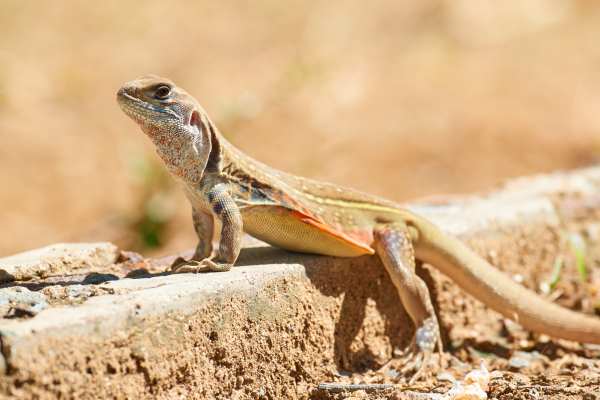 Eine Schmetterlingsagame wärmt sich auf einem Bodenbelag in Thailand.
