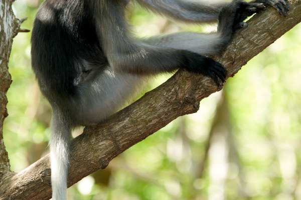 Ein Brillenlangur auf einem Ast im Mangrovenwald sitzend.