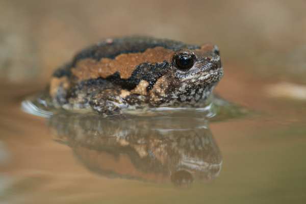 Ein kleiner, braun-schwarz gemusterter Frosch sitzt im Wasser, frontal fotografiert.
