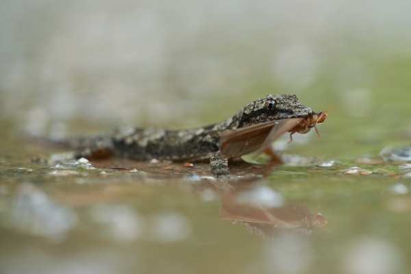 Ein Halbfingergecko frisst ein Insekt nach dem Regen auf dem Boden.