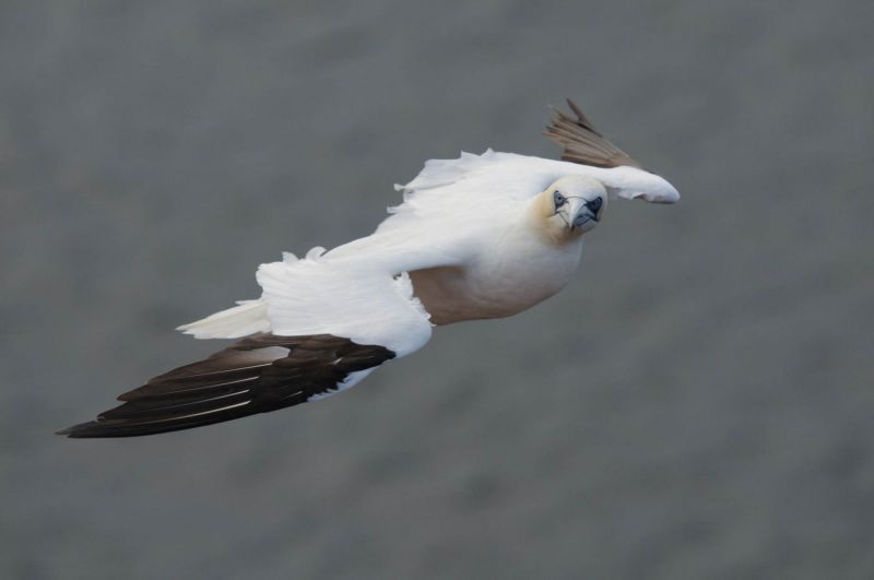 Ein Basstölpel fliegt mit ausgebreiteten Flügeln vor grauem Hintergrund.
