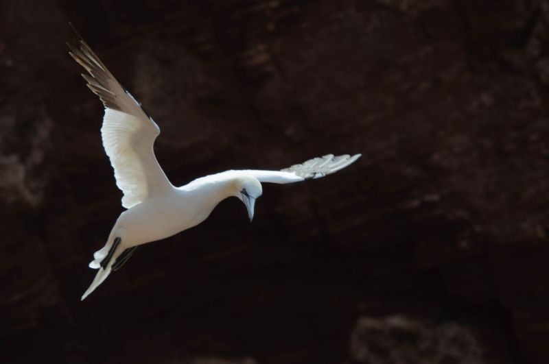 Basstölpel im Flug über felsige Küstenlandschaft