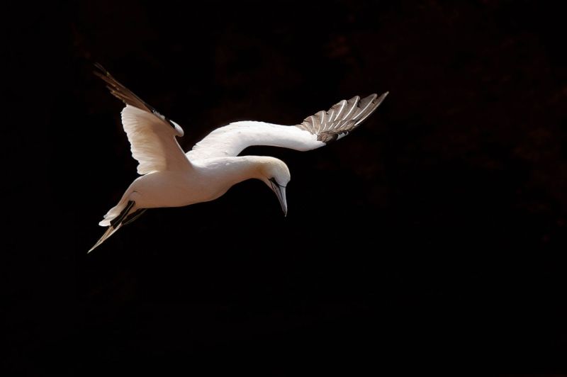 Basstölpel im Flug mit ausgebreiteten Flügeln vor dunklem Hintergrund