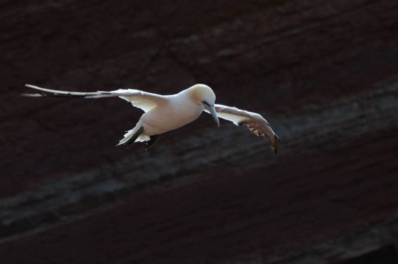 Basstölpel fliegt über felsigen Küstenhintergrund.