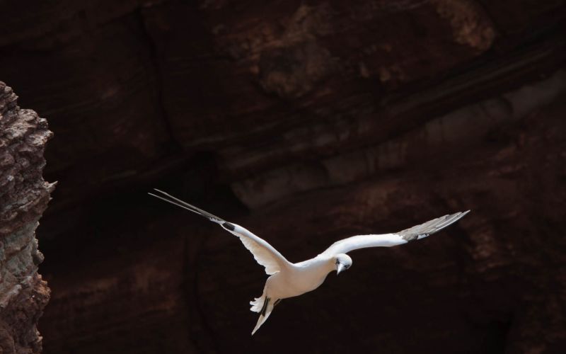 Ein Basstölpel im Flug vor einer braunen Felsformation.