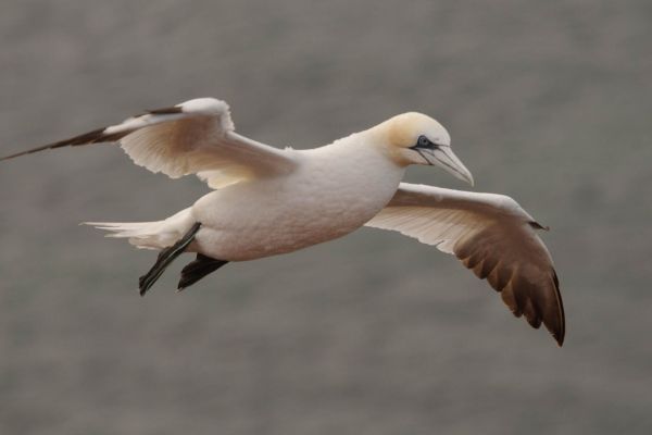 Ein Basstölpel fliegt mit ausgebreiteten Flügeln über das Meer.