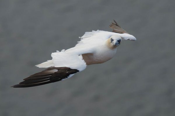 Ein Basstölpel fliegt mit ausgebreiteten Flügeln vor grauem Hintergrund.