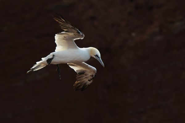 Ein Basstölpel mit ausgebreiteten Flügeln fliegt über eine felsige Küste.