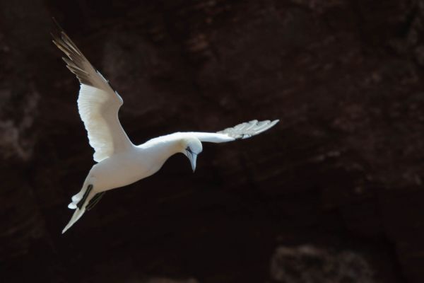 Basstölpel im Flug über felsige Küstenlandschaft