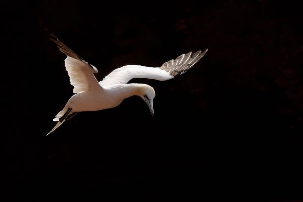 Basstölpel im Flug mit ausgebreiteten Flügeln vor dunklem Hintergrund