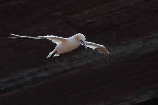 Basstölpel fliegt über felsigen Küstenhintergrund.