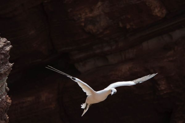 Ein Basstölpel im Flug vor einer braunen Felsformation.