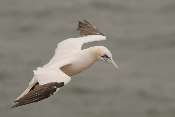 Basstölpel fliegt über ruhiges Wasser, Flügel ausgebreitet.
