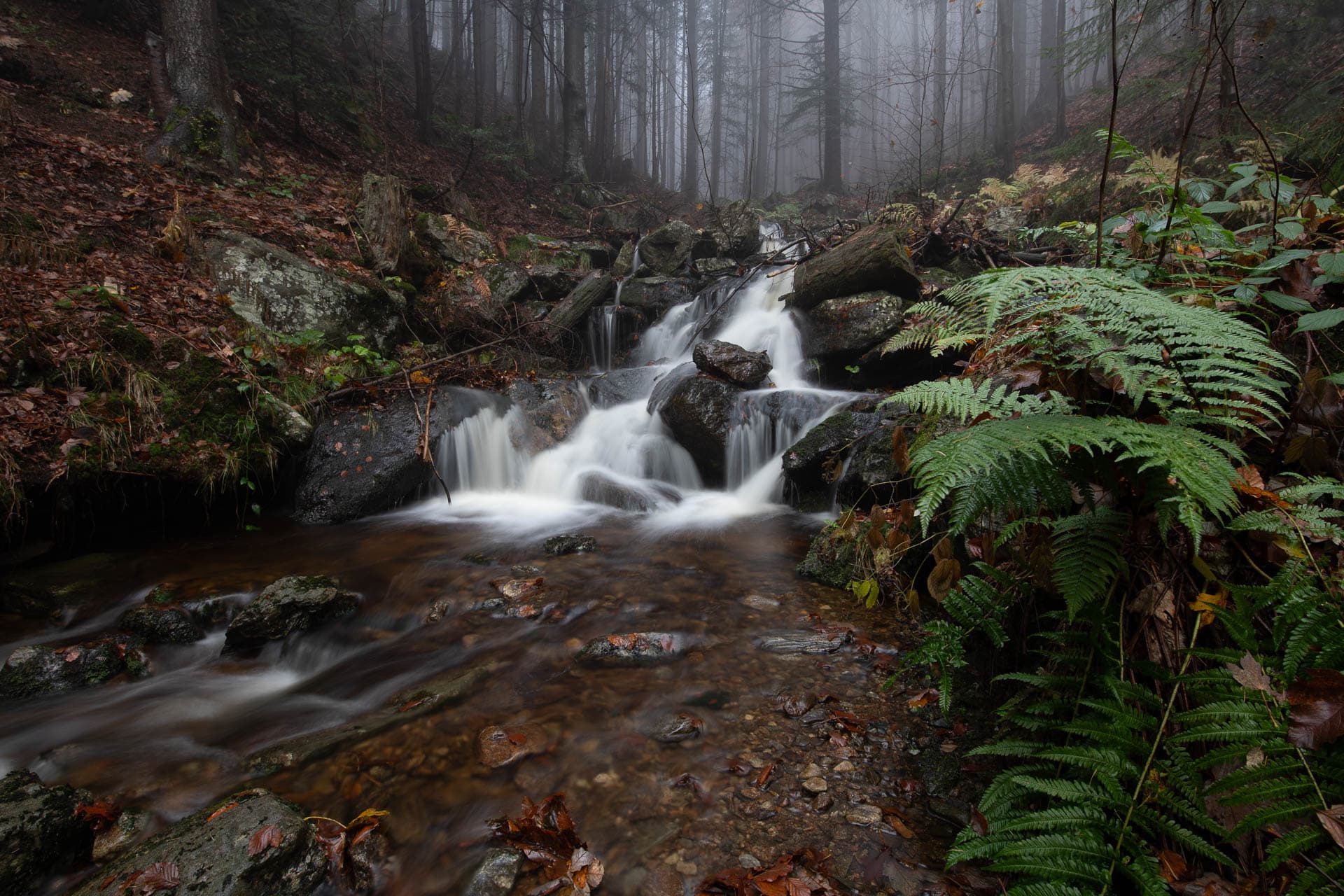 Bergbach umgeben von Farnen und Nebel im Wald.