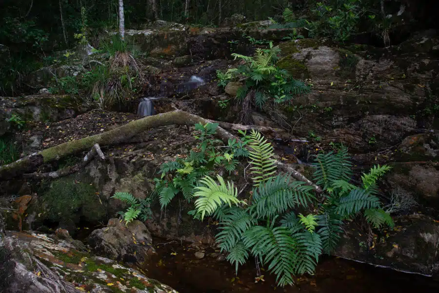Naturbelassener Bachlauf mit Farnen in Südafrika, Tsitsikamma.
