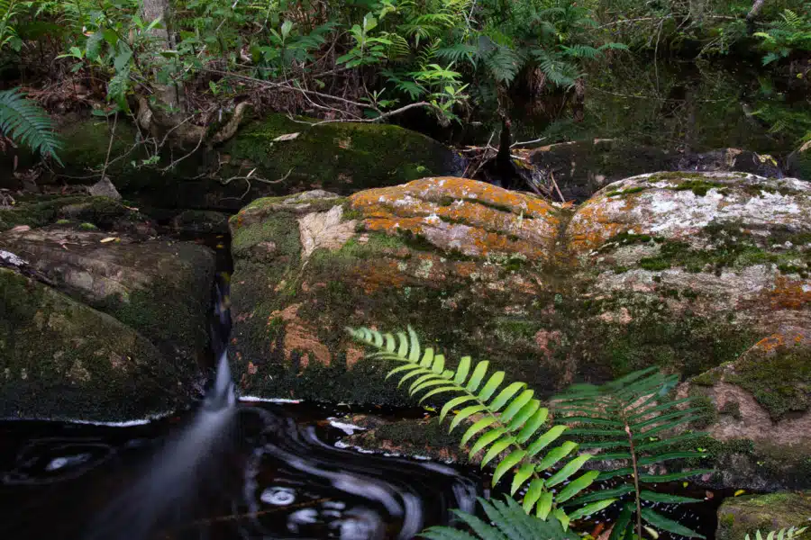 Ein Wasserlauf fließt durch moosbedeckte Felsen in üppiger Vegetation.