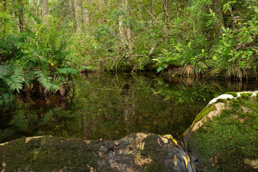 Dichter Regenwald mit Farnen und Wasserlauf in Tsitsikamma, Südafrika.